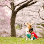 亡くなって分るペットは本当に真の家族なんだ!悲しみは人間と同じ!