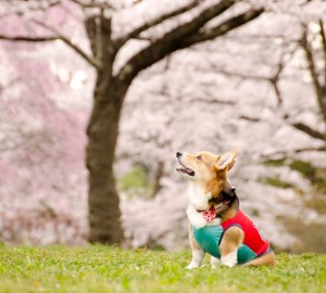 亡くなって分るペットは本当に真の家族なんだ!悲しみは人間と同じ!