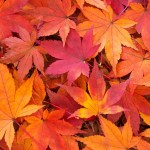 記憶に残る日帰り紅葉登山 絶対後悔しないベスト3とは?