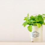 ミニマリストを目指すとなぜだか観葉植物に興味が沸く?