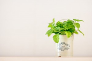 ミニマリストを目指すとなぜだか観葉植物に興味が沸く？