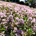 グランドカバーはイワダレソウに!除草効果も期待?