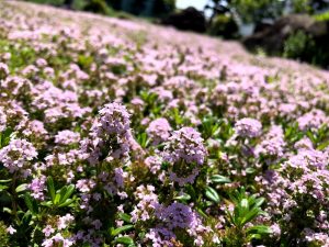 グランドカバーはイワダレソウに!除草効果も期待?