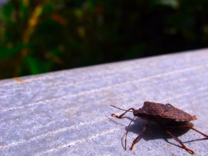 真夏の登山100円SHOPアイテムに救われる？香取線香携帯用は…！