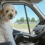 中高年コンテンツビジネスは運転免許証と同じ?