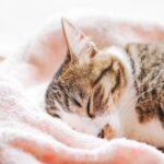 PCデスクをこたつ化!中高年”超絶冷え性”も納得の暖房器具とは?